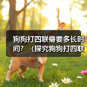 狗狗打四联需要多长时间？（探究狗狗打四联疫苗的时间和效果）（图1）