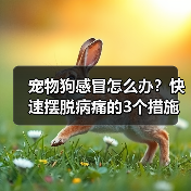 宠物狗感冒怎么办？快速摆脱病痛的3个措施！（帮助你的狗狗尽快恢复健康，远离感冒的困扰。）（图1）