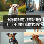 小狗何时可以开始吃粥？（小狗饮食转换的正确时机与方法）（图4）