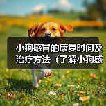 小狗感冒的康复时间及治疗方法（了解小狗感冒的症状与治愈时间，保护你的毛小孩）（图4）