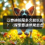 以泰迪断尾多久能长皮？（探索泰迪断尾愈合时间及注意事项）（图1）