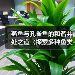 燕鱼与孔雀鱼的和谐共处之道（探索多种鱼类饲养的可行性，斗鱼是否适宜？）（图4）