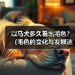 以马犬多久看出毛色？（毛色的变化与发展速度）（图3）