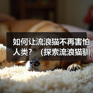 如何让流浪猫不再害怕人类？（探索流浪猫驯化的有效方法）（图3）
