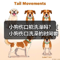 小狗伤口能洗澡吗？（小狗伤口洗澡的时间要掌握好）（图2）