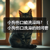 小狗伤口能洗澡吗？（小狗伤口洗澡的时间要掌握好）（图4）