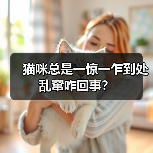 猫咪总是一惊一乍到处乱窜咋回事？（图2）