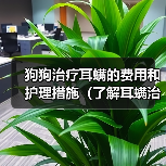 狗狗治疗耳螨的费用和护理措施（了解耳螨治疗费用及如何正确护理你的爱犬）（图4）
