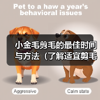 小金毛剪毛的最佳时间与方法（了解适宜剪毛的时机，让小金毛焕然一新）（图3）