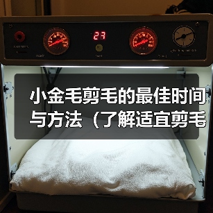 小金毛剪毛的最佳时间与方法（了解适宜剪毛的时机，让小金毛焕然一新）（图1）