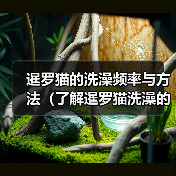 暹罗猫的洗澡频率与方法（了解暹罗猫洗澡的时间表和正确的护理方法）（图1）