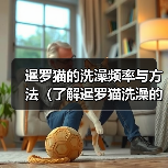 暹罗猫的洗澡频率与方法（了解暹罗猫洗澡的时间表和正确的护理方法）（图3）