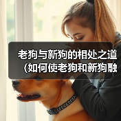 老狗与新狗的相处之道（如何使老狗和新狗融洽相处）（图1）