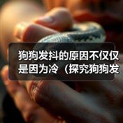 狗狗发抖的原因不仅仅是因为冷（探究狗狗发抖的多种原因，了解如何保持宠物的健康和安全）（图2）