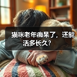 猫咪老年痴呆了，还能活多长久？（图4）