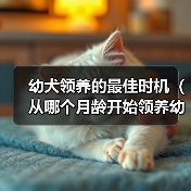 幼犬领养的最佳时机（从哪个月龄开始领养幼犬是最合适的？）（图2）