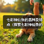 七彩神仙鱼的品种及特点（探索七彩神仙鱼的世界，了解不同品种的魅力）（图4）