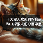 十大受人欢迎的狗狗品种（探索人们心目中最受喜爱的狗狗品种）（图2）