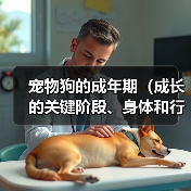 宠物狗的成年期（成长的关键阶段、身体和行为的变化）（图4）
