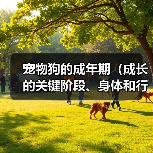 宠物狗的成年期（成长的关键阶段、身体和行为的变化）（图1）