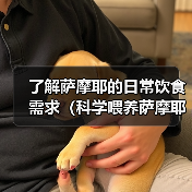 了解萨摩耶的日常饮食需求（科学喂养萨摩耶，让它健康成长）（图3）