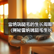 雪纳瑞腿毛的生长周期（揭秘雪纳瑞腿毛生长的时间和因素）（图4）
