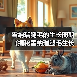 雪纳瑞腿毛的生长周期（揭秘雪纳瑞腿毛生长的时间和因素）（图3）
