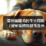 雪纳瑞腿毛的生长周期（揭秘雪纳瑞腿毛生长的时间和因素）（图2）