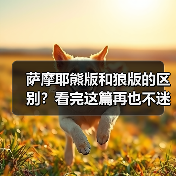 萨摩耶熊版和狼版的区别？看完这篇再也不迷糊！（图2）