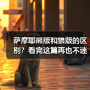 萨摩耶熊版和狼版的区别？看完这篇再也不迷糊！（图4）