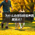 为什么劝你别轻易养西高地犬？（图4）