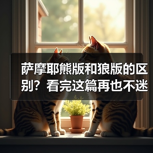 萨摩耶熊版和狼版的区别？看完这篇再也不迷糊！（图1）