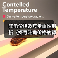 陆龟价格及其贵重性剖析（探寻陆龟价格的背后）（图2）