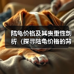 陆龟价格及其贵重性剖析（探寻陆龟价格的背后）（图3）
