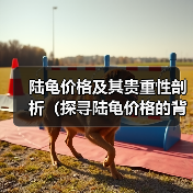 陆龟价格及其贵重性剖析（探寻陆龟价格的背后）（图4）