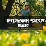 折耳猫的配种周期及注意事项（图3）
