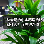 幼犬期的小金毛适合吃些什么？（养护之道｜为你的小金毛选择最佳饮食）（图3）