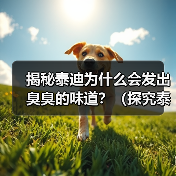 揭秘泰迪为什么会发出臭臭的味道？（探究泰迪散发异味的原因及解决方法）（图2）