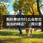 揭秘泰迪为什么会发出臭臭的味道？（探究泰迪散发异味的原因及解决方法）（图1）
