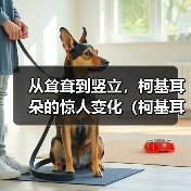 从耸耷到竖立，柯基耳朵的惊人变化（柯基耳朵的成长之路——它们是如何由耸耷变为竖立的？）（图2）
