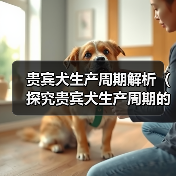 贵宾犬生产周期解析（探究贵宾犬生产周期的长短及影响因素）（图2）