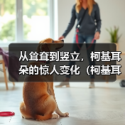 从耸耷到竖立，柯基耳朵的惊人变化（柯基耳朵的成长之路——它们是如何由耸耷变为竖立的？）（图3）