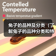 兔子的品种及分类（了解兔子的品种分类和特点）（图2）