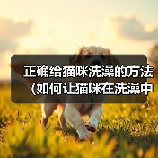正确给猫咪洗澡的方法（如何让猫咪在洗澡中感到舒适与安全）（图2）