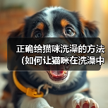正确给猫咪洗澡的方法（如何让猫咪在洗澡中感到舒适与安全）（图1）