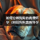 如何分辨狗狗的真假怀孕（辨别狗狗真假怀孕的方法及注意事项）（图2）