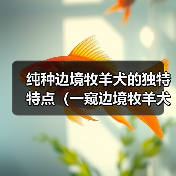 纯种边境牧羊犬的独特特点（一窥边境牧羊犬的五大魅力）（图3）