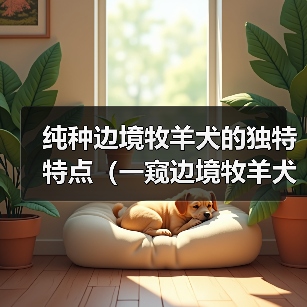 纯种边境牧羊犬的独特特点（一窥边境牧羊犬的五大魅力）（图2）