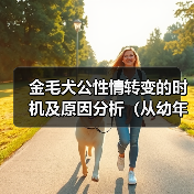 金毛犬公性情转变的时机及原因分析（从幼年到成年）（图1）