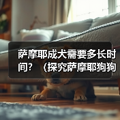 萨摩耶成犬需要多长时间？（探究萨摩耶狗狗的成长周期及关键因素）（图1）